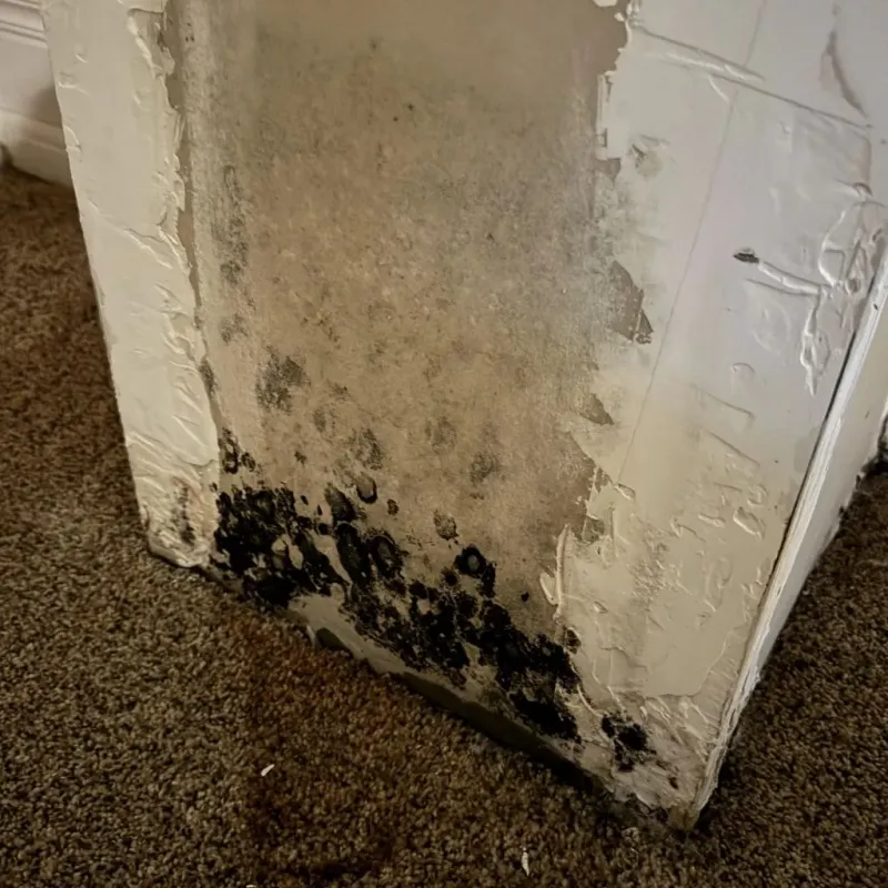 Professional Mold Removal in Wind Gap, PA